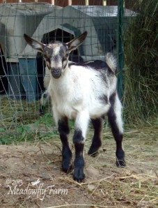 meadowflyfarm-leonard-goat-kid-6-weeks